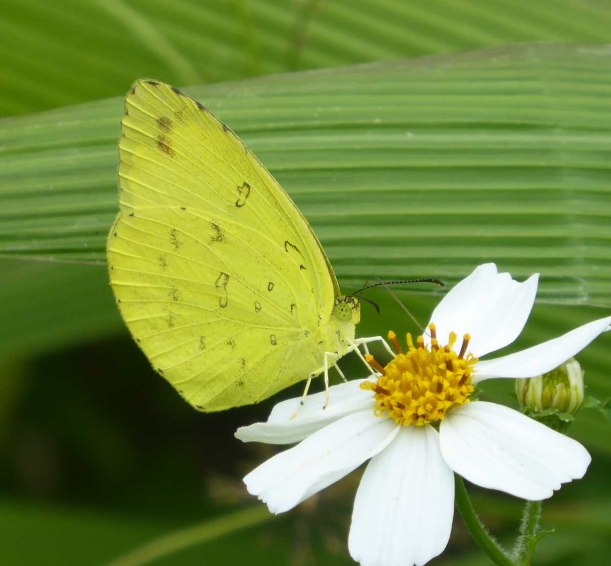 Eurema blanda arsakia Eurema blanda arsakia